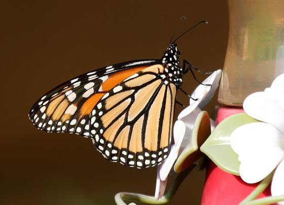 Monarch Butterfly at Hummingbird Feeder
