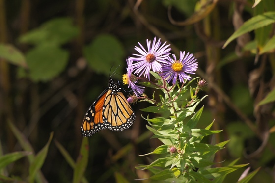 Monarch and Asters