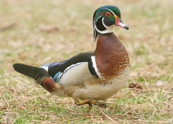 Wood Duck Going for a Stroll