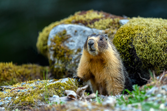 Yellow-bellied marmot (Marmota flaviventris)