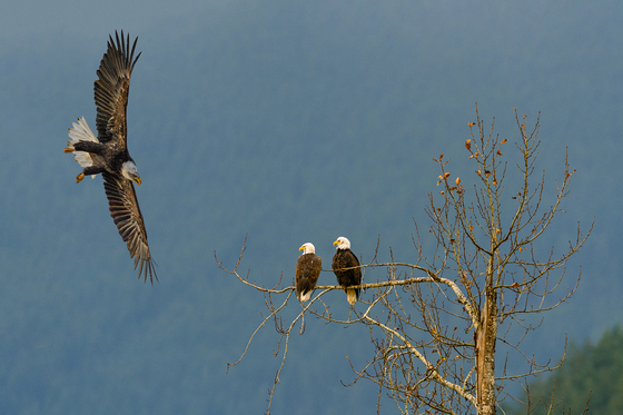 A juvenile Bald Eagle bothering its parrents