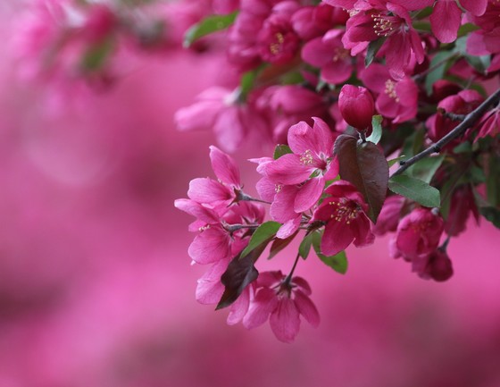 Glorios spring fragrance
