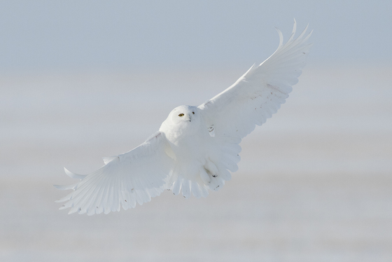 Snowy owl coming into land.