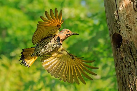 Male Northern flicker landing on its nest