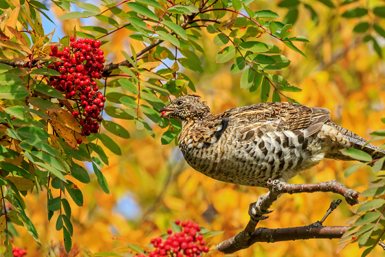 Female Spruce grouse feeding on mountain ash berries in the Fall