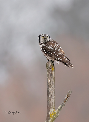 perched on tree top