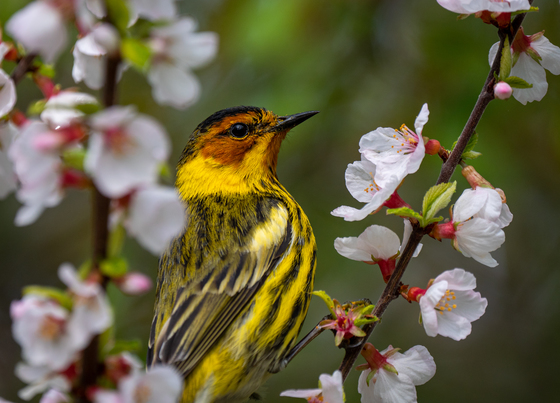 Cape May Warbler in a tree