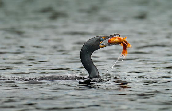 Double-crested cormorant pulling a fish out of water