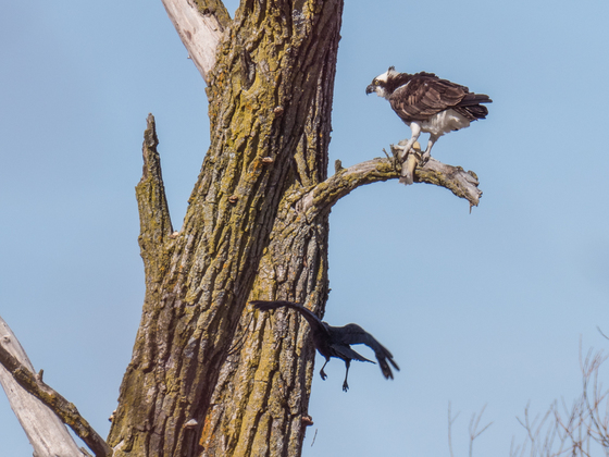 Osprey Protecting Fish In Tree