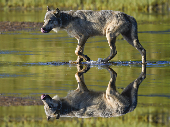 Mirror Wolf