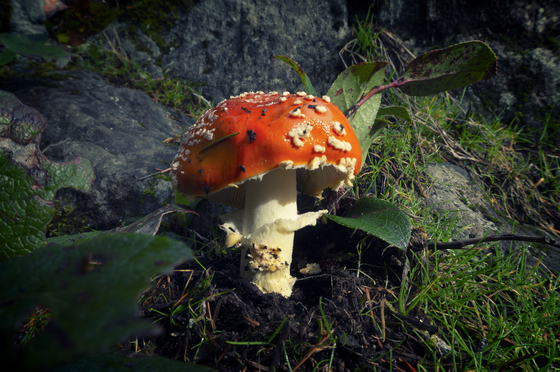 One Fungi