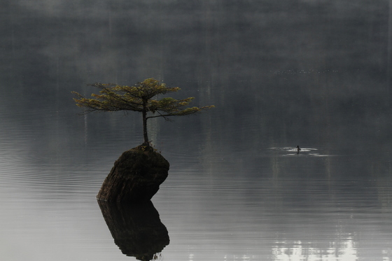 Lonely Tree and Duck