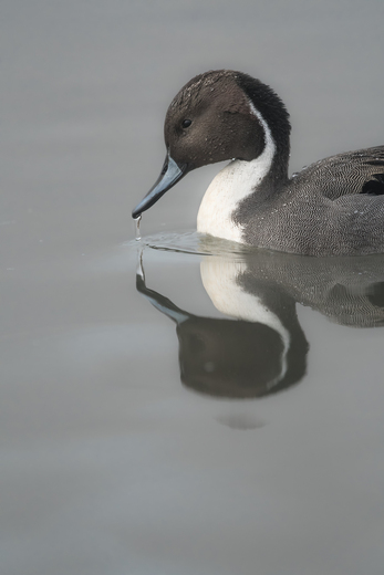 Pintail Reflected