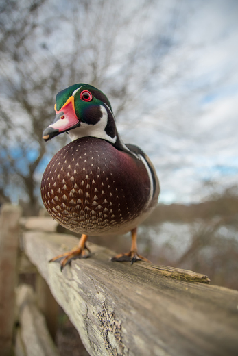 Wood Duck Closeup