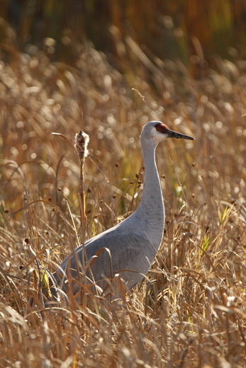 Crane in the Reeds