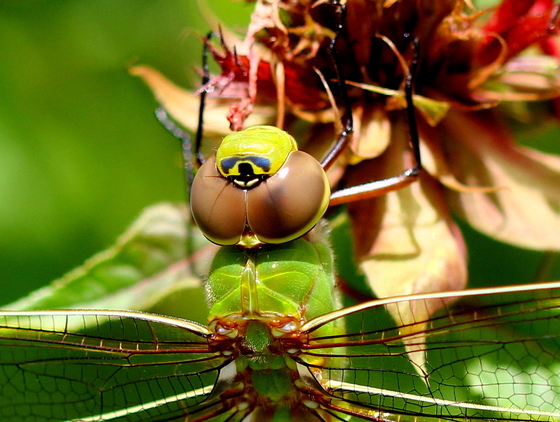 Green Darner Dragonfly