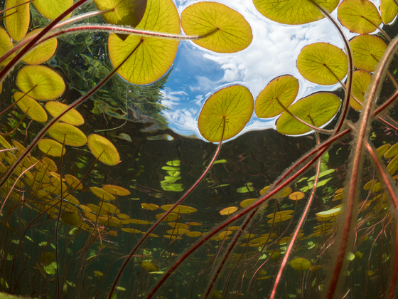 A tadpole's perspective