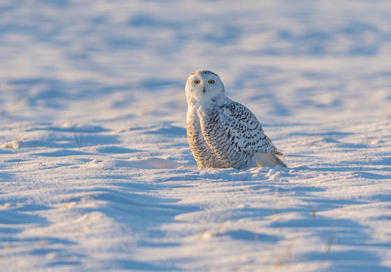 Local Snowy Owl 