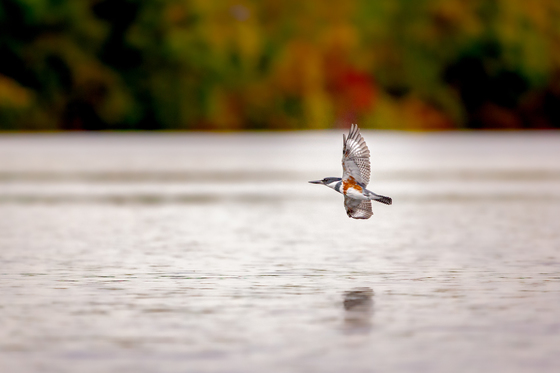 Belted Kingfisher in Autumn