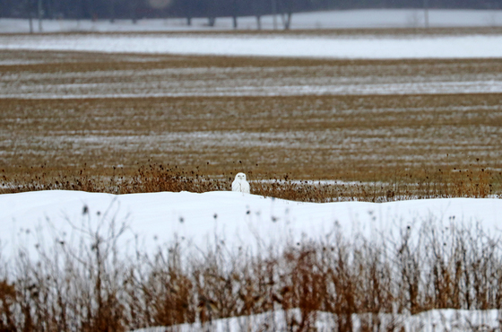 Snowy Owl Well Camouflaged