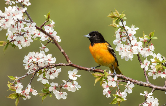 Baltimore Oriole on Blossoms