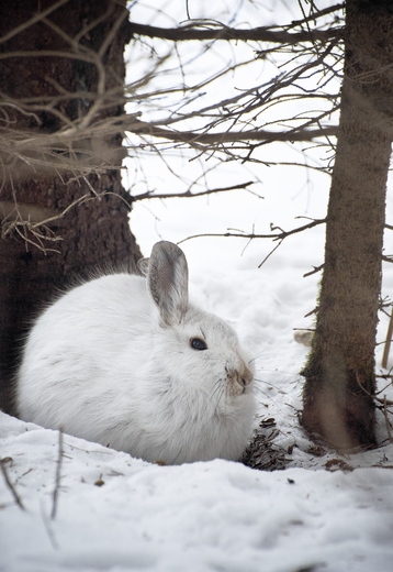 Chilly Hare 