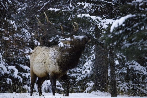 Elk on a Snowy Day