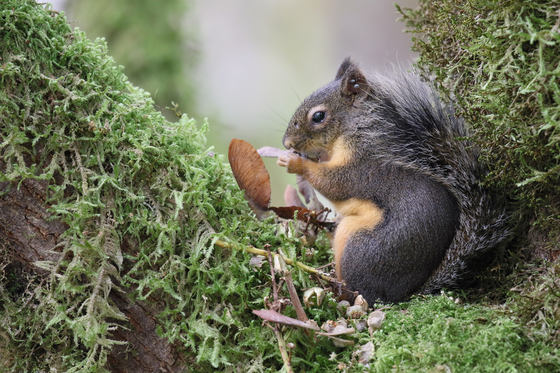 Douglas Squirrel Eating 