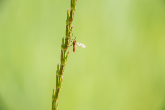 Insect on a Bade of Grass