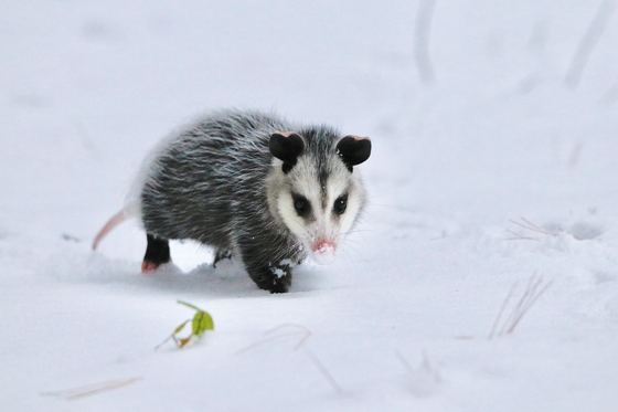 Little Opossum