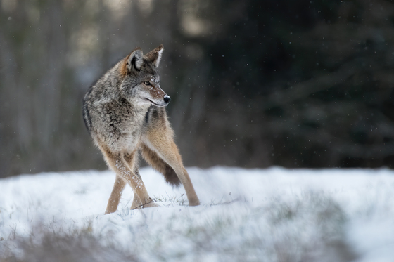 Snowy Coyote
