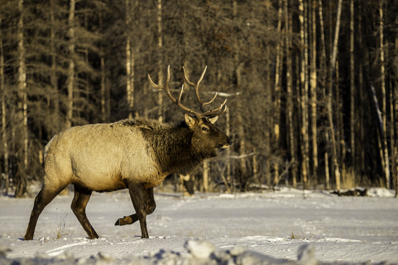 Elk on a Cold Day