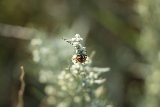 Ladybug on Prairie Sagewort