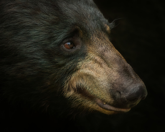 beautiful Portrait of Black Bear 