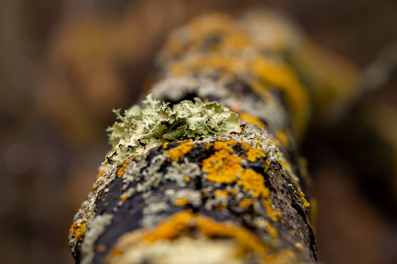 Multi-coloured lichen