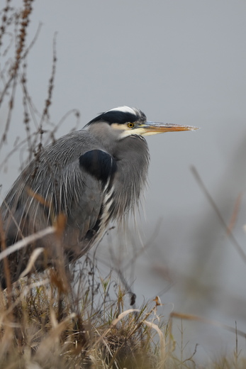 Cold Day with a Great Blue Heron