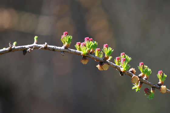 Spring Buds