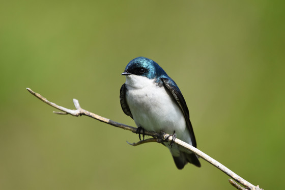 Portrait of a Tree Swallow