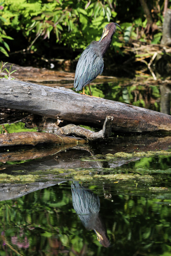 Reflections of a Green Heron