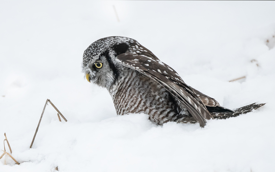 Northern Hawk Owl Hunts In Snow