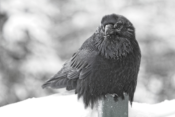 Frosty Raven in Northwest Territories