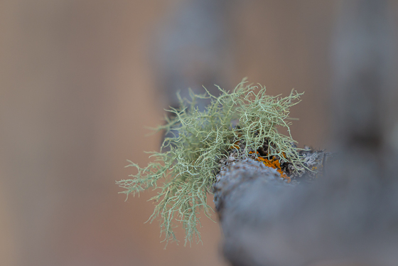 Fuzzy Green Lichen