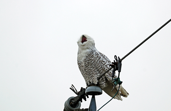 Theatrical Snowy Owl Yawn