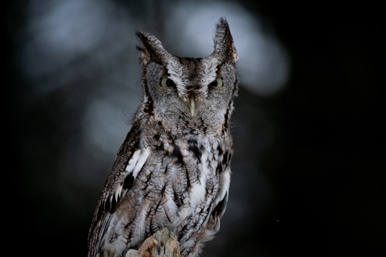 eastern screech owl
