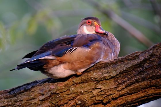 Wood Duck in tree