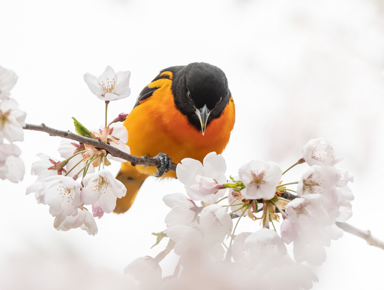 Baltimore Oriole In Cherry Blossoms