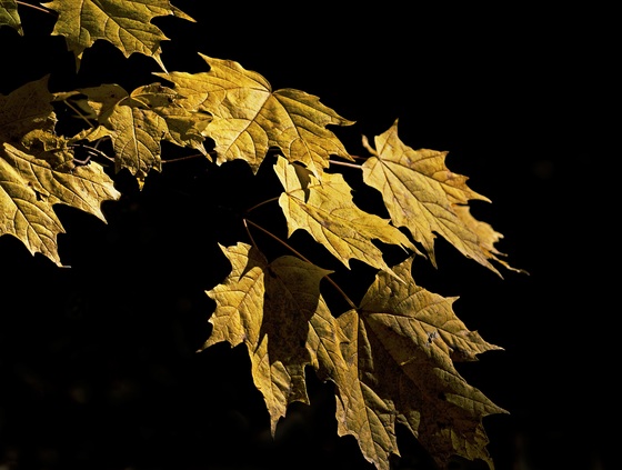 maple leaves in filtered sunlight