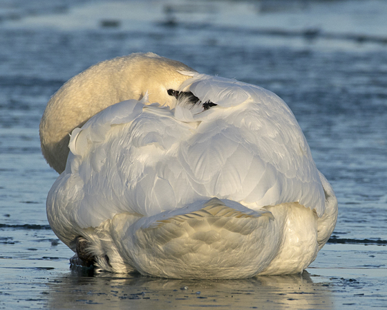 Mute swan taking a nap 