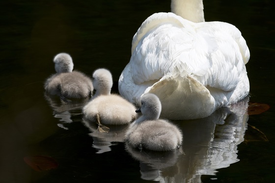 Having all your ducks...hum, cygnets in a row.