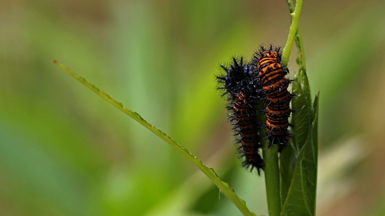 Caterpillar covered